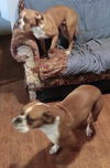 Layla (Boxer Momma)