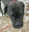 Layla's Baby (Moses) RCI