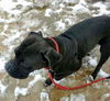 Layla's Baby (Moses) RCI