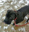 Layla's Baby (Moses) RCI