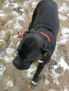 Layla's Baby (Moses) RCI
