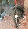 Layla's Baby (Moses) RCI