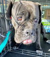 Layla's Baby (Moses) RCI