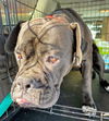 Layla's Baby (Moses) RCI