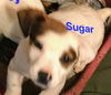 Polar Bear Boy (Sugar Bear)