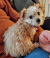 Candy Bar Baby (Twix)