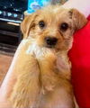 Candy Bar Baby (Twix)