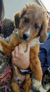 The Dukes of Hazzard pups - (Bo Duke)