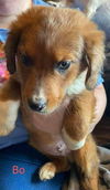 The Dukes of Hazzard pups - (Bo Duke)