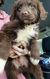 The Dukes of Hazzard pups - (Boss Hog)