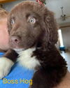 The Dukes of Hazzard pups - (Boss Hog)