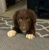 The Dukes of Hazzard pups - (Boss Hog)