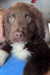 The Dukes of Hazzard pups - (Boss Hog)