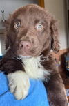 The Dukes of Hazzard pups - (Boss Hog)