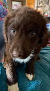 The Dukes of Hazzard pups - (Boss Hog)