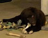 The Dukes of Hazzard pups - (Boss Hog)