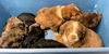 The Dukes of Hazzard pups - (Luke Duke)