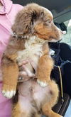 The Dukes of Hazzard pups - (Luke Duke)
