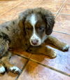 The Dukes of Hazzard pups - (Luke Duke)