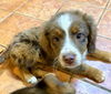 The Dukes of Hazzard pups - (Luke Duke)