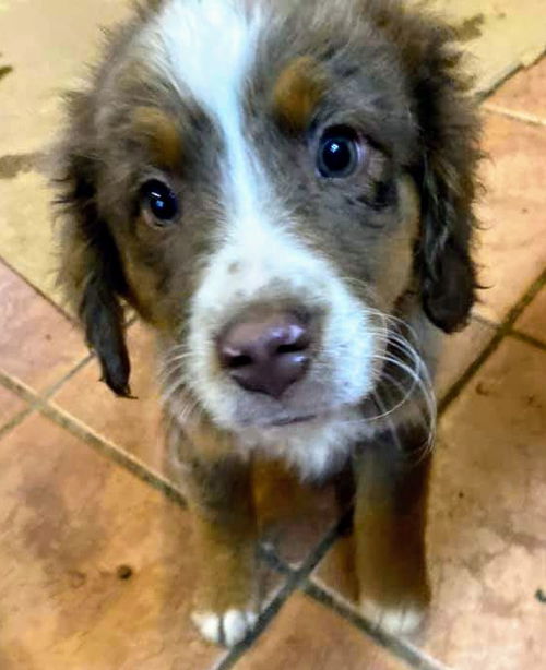 The Dukes of Hazzard pups - (Luke Duke)
