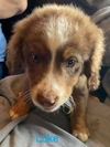 The Dukes of Hazzard pups - (Luke Duke)