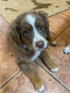 The Dukes of Hazzard pups - (Luke Duke)