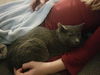 Kitten - Skylar