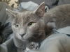 Kitten - Skylar
