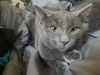 Kitten - Skylar
