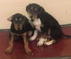Hound Dogs (Henslow)