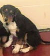 Hound Dogs (Henslow)