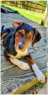 Hound Dogs (Henslow)