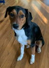 Hound Dogs (Henslow)