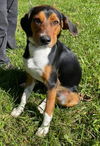 Hound Dogs (Henslow)