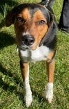 Hound Dogs (Henslow)
