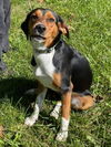 Hound Dogs (Henslow)