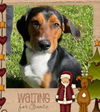 Hound Dogs (Henslow)