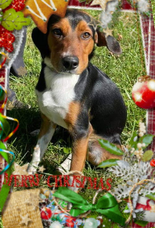 Hound Dogs (Henslow)
