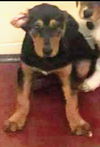 Hound Dogs (Sarge)