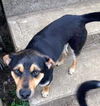 Hound Dogs (Sarge)