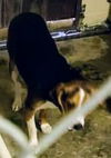 Dixie Mae