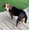 Dixie Mae
