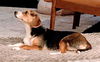Dixie Mae