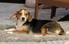Dixie Mae