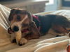 Dixie Mae