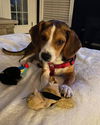 Dixie Mae