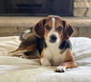 Dixie Mae