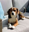 Dixie Mae