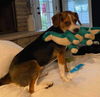 Dixie Mae